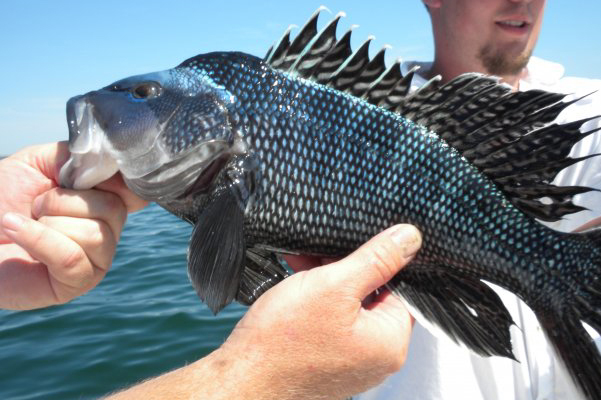 Nantucket Black Sea Bass Fishing Charter