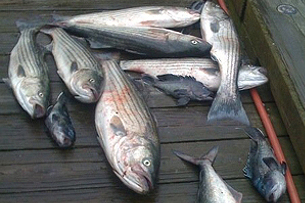 Nantucket Striper Fishing Charter